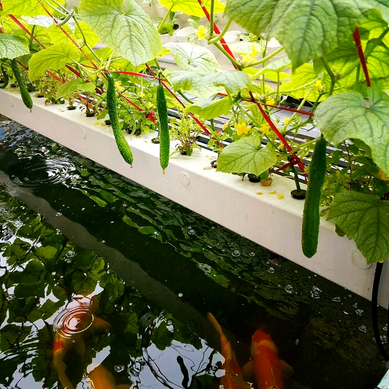 南平市苗床鱼菜共生 - 哪里好